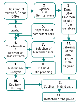 Cloning Flow Chart