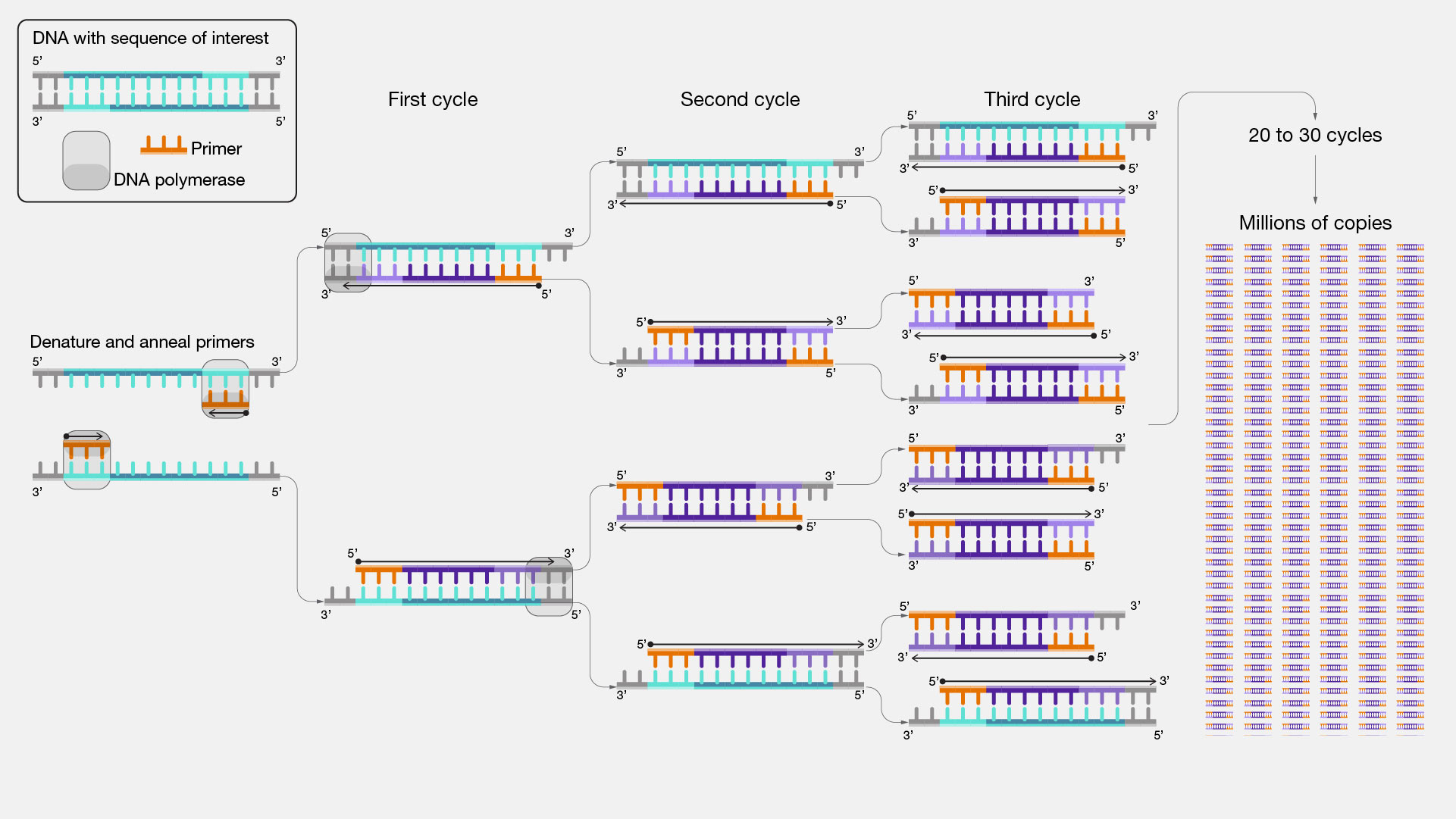 PCR reaction product doubling