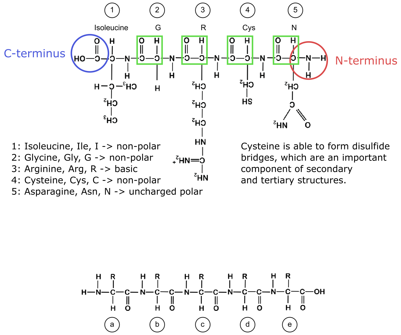 Peptide exercise solution.