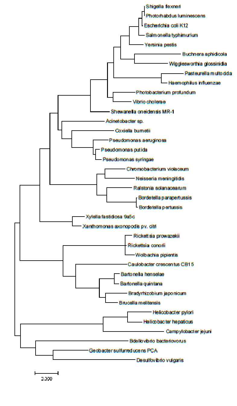 ML tree.
