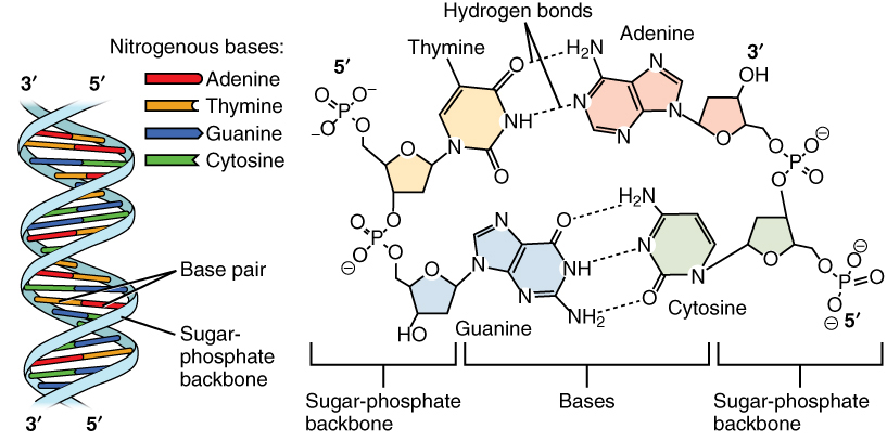 DNA structure