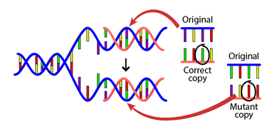 DNA_mutation