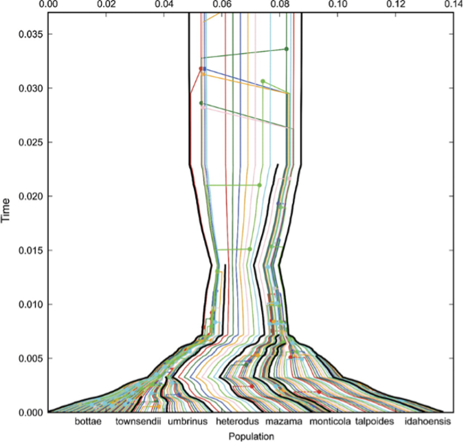 Gene trees embedded in a species tree of western pocket gophers (Geomyidae, Thomomys).