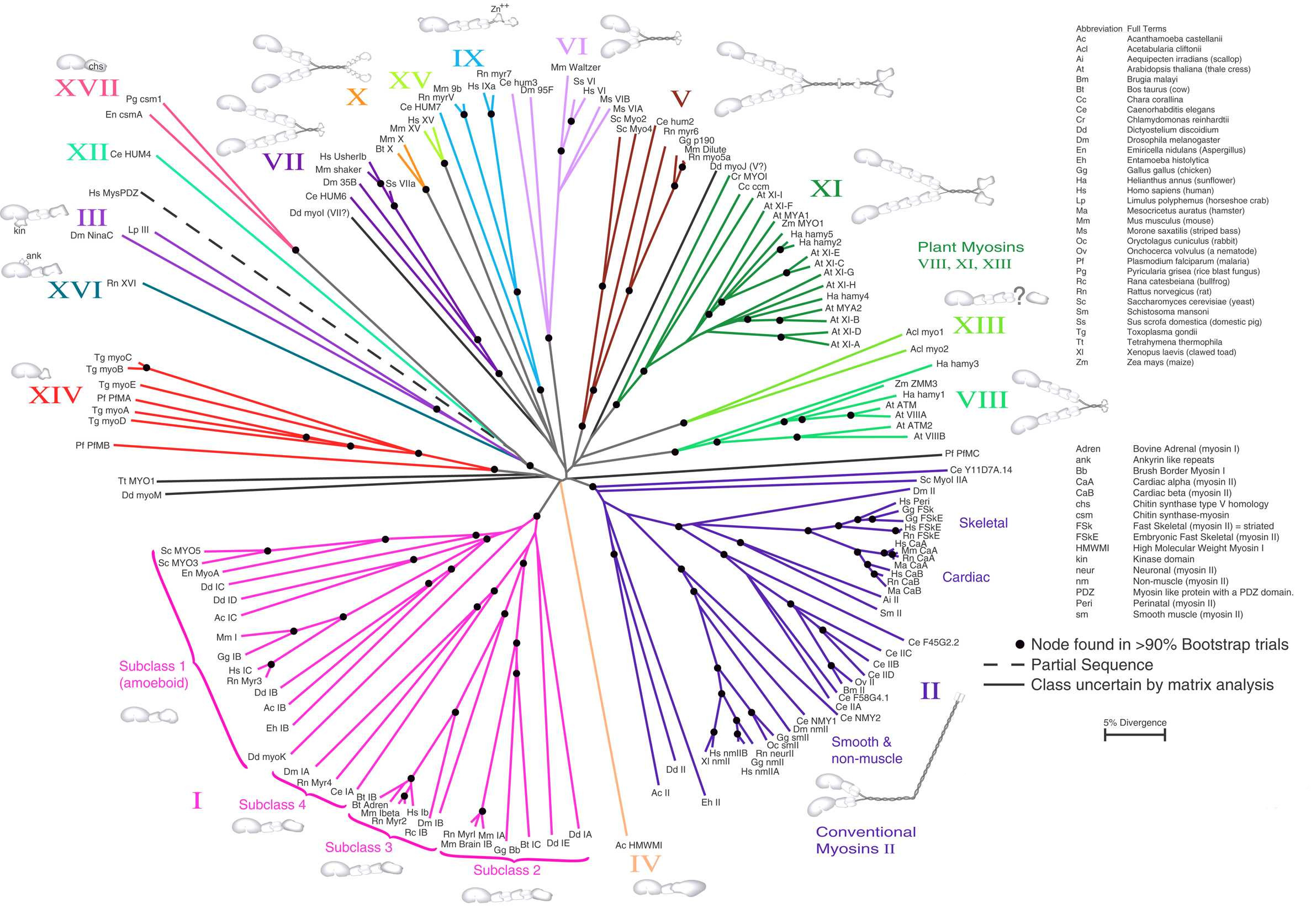 An unrooted Neighbor Joining tree of Mysosin amino acid sequences.