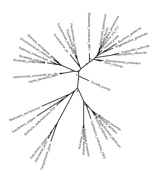 Reconstructed tree resulting from the newick notation.