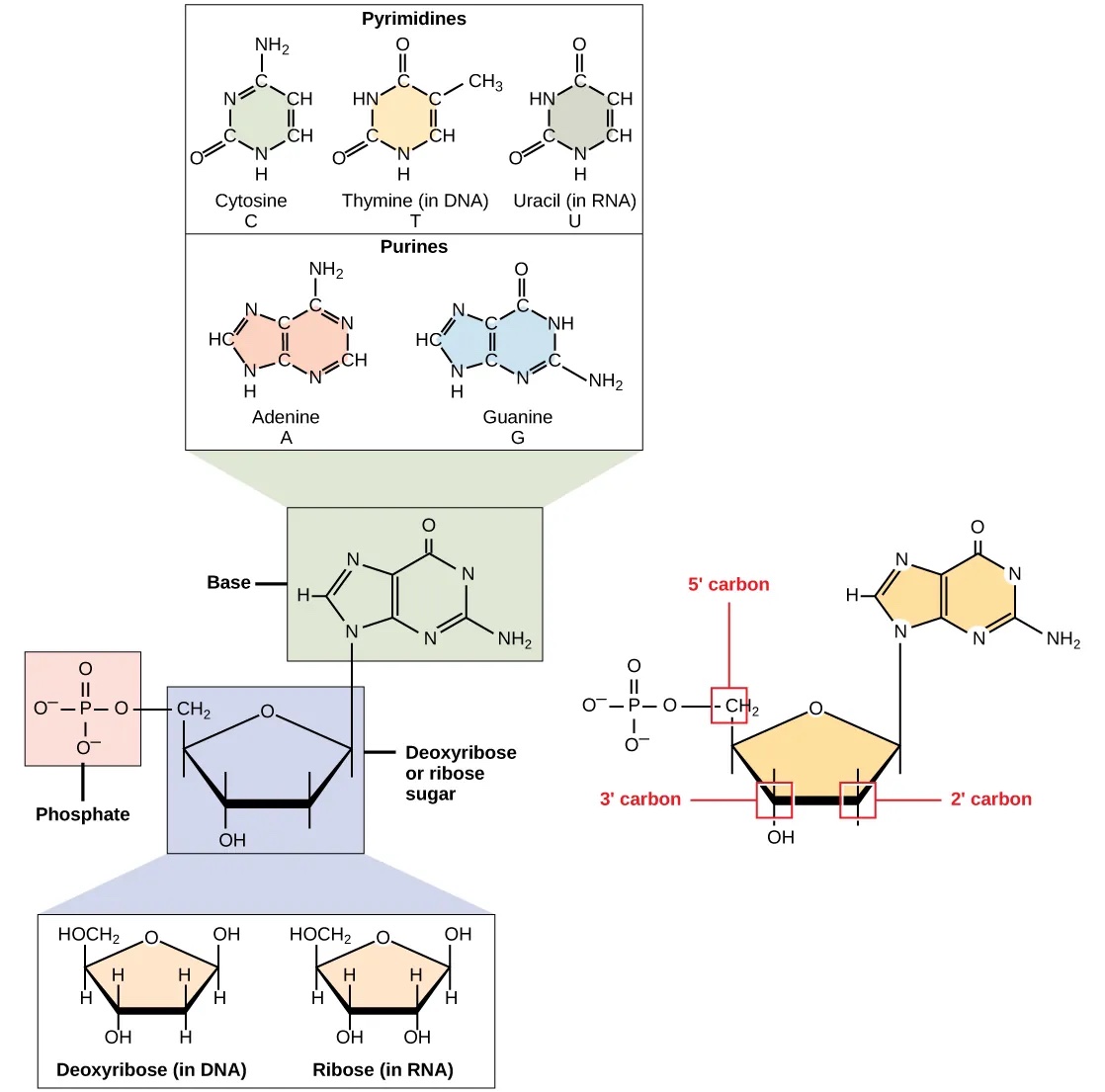 Nucleotide overview