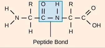 Peptide bond