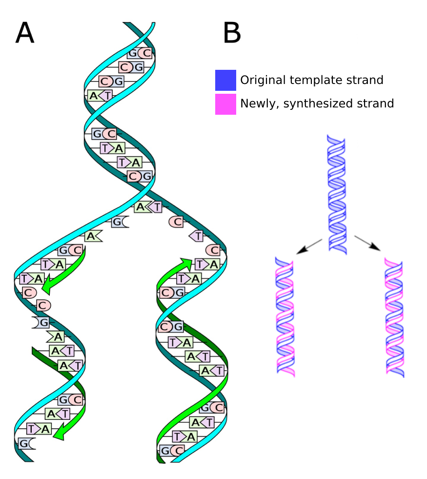 Replication