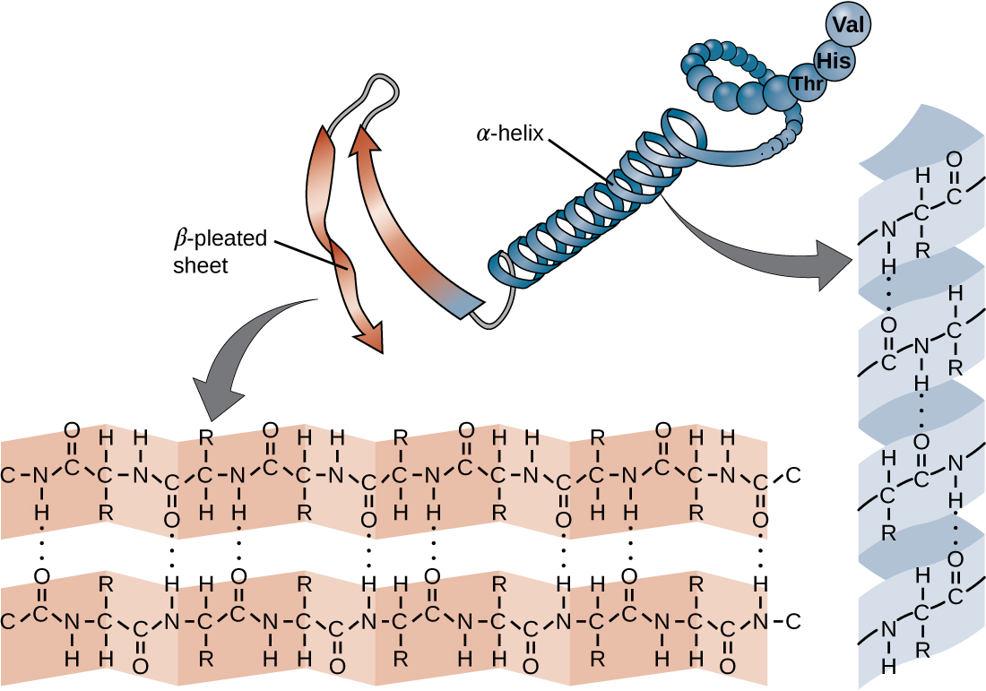 Secondary structure elements