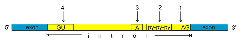 Splicing