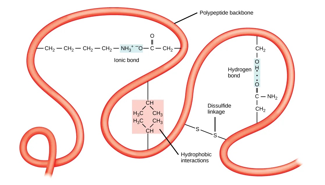 Tertiary structure interactions