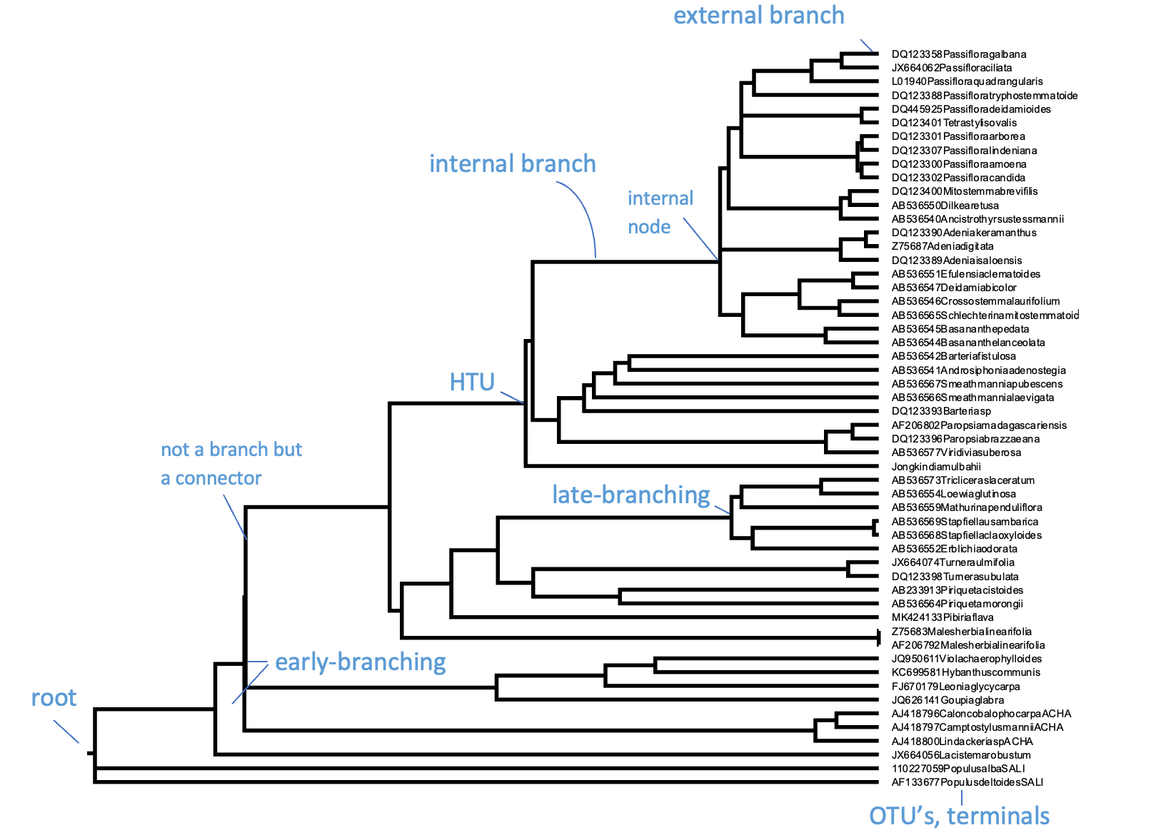Example of a phylogenetic tree with its key components highlighted.
