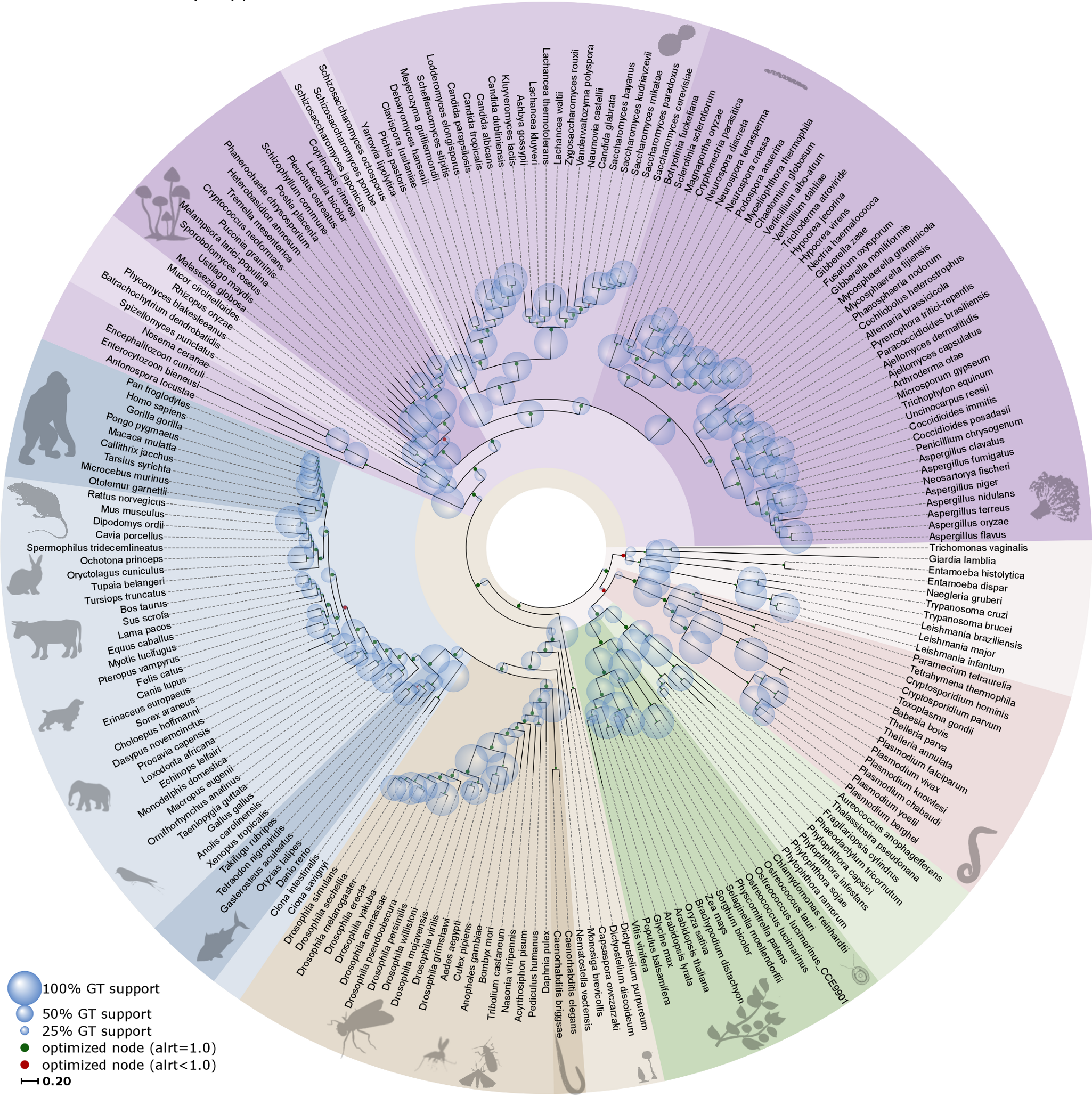 Simplified Tree of Life