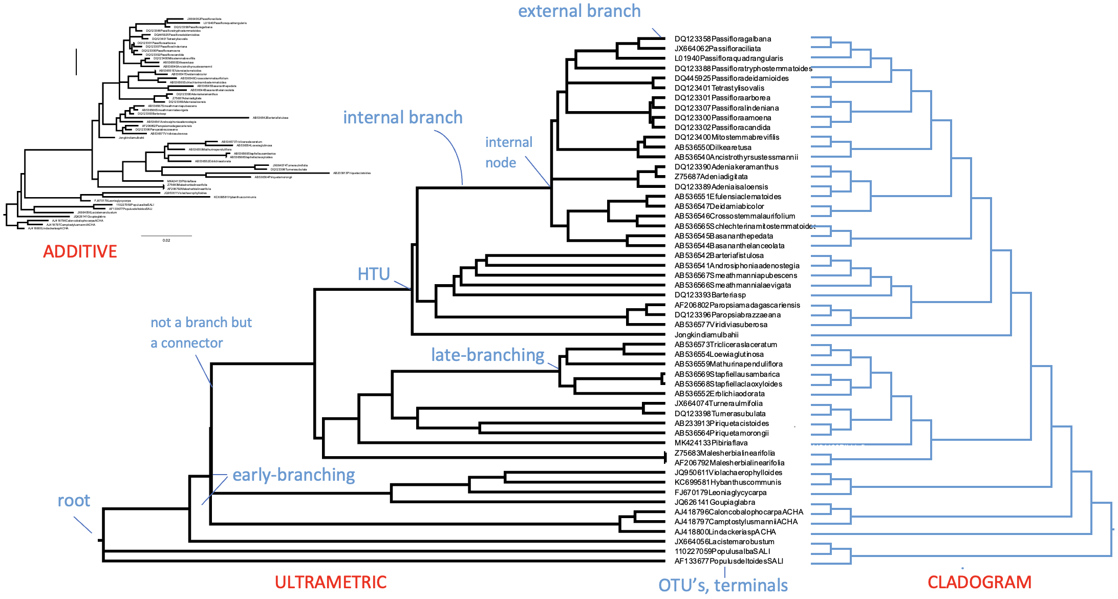 Examples of Additive and Ultrametric phylogenetic trees and a Cladogram